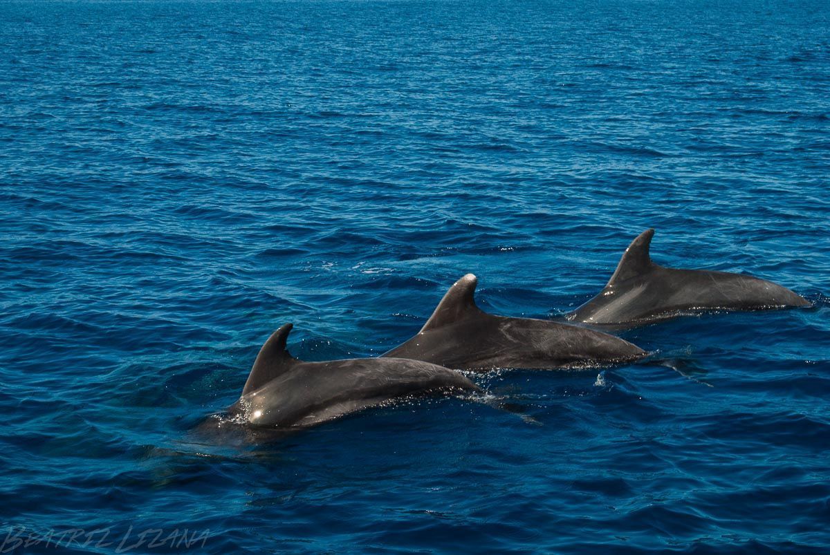 delfines en el mar